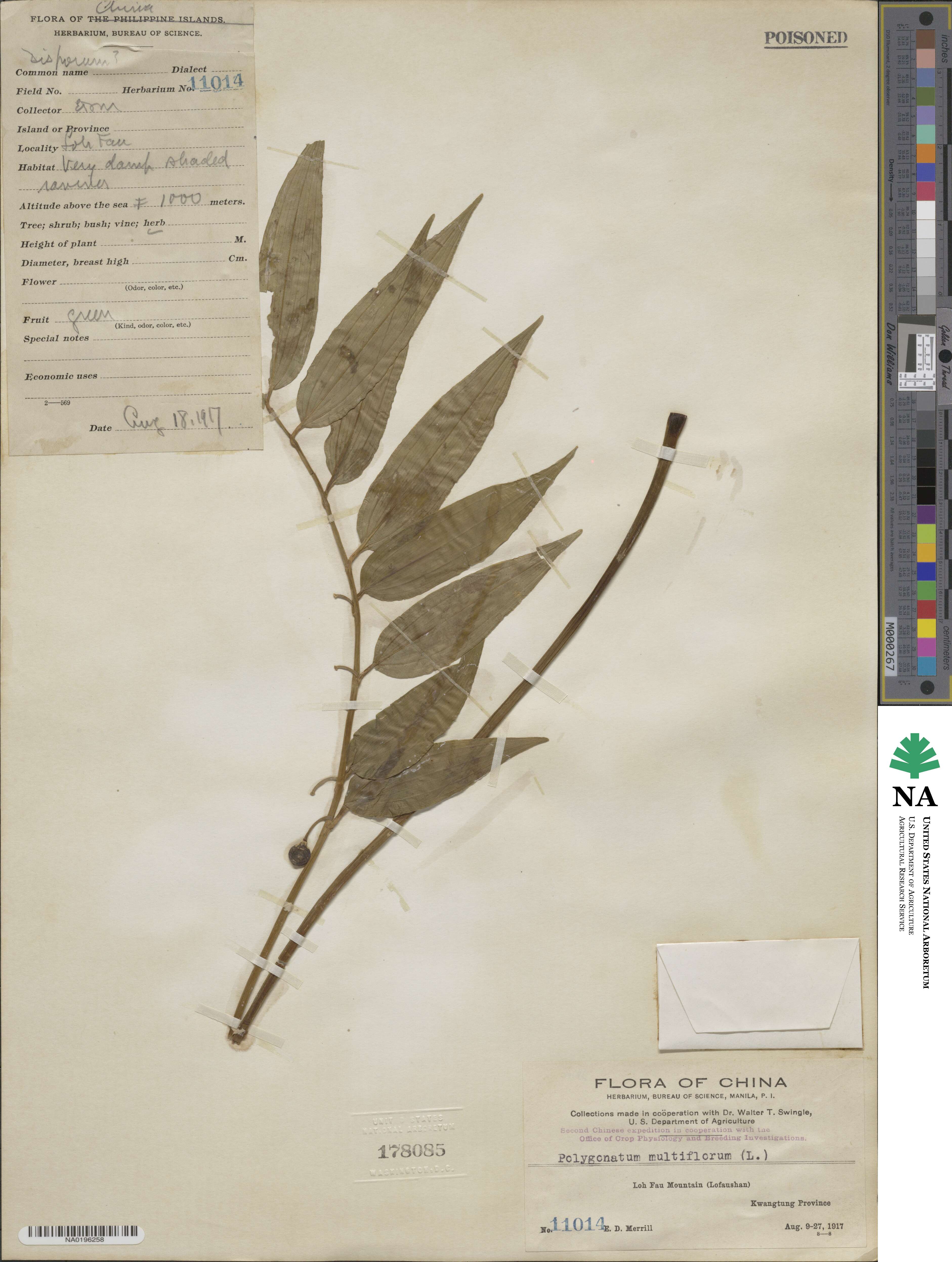 Polygonatum multiflorum image