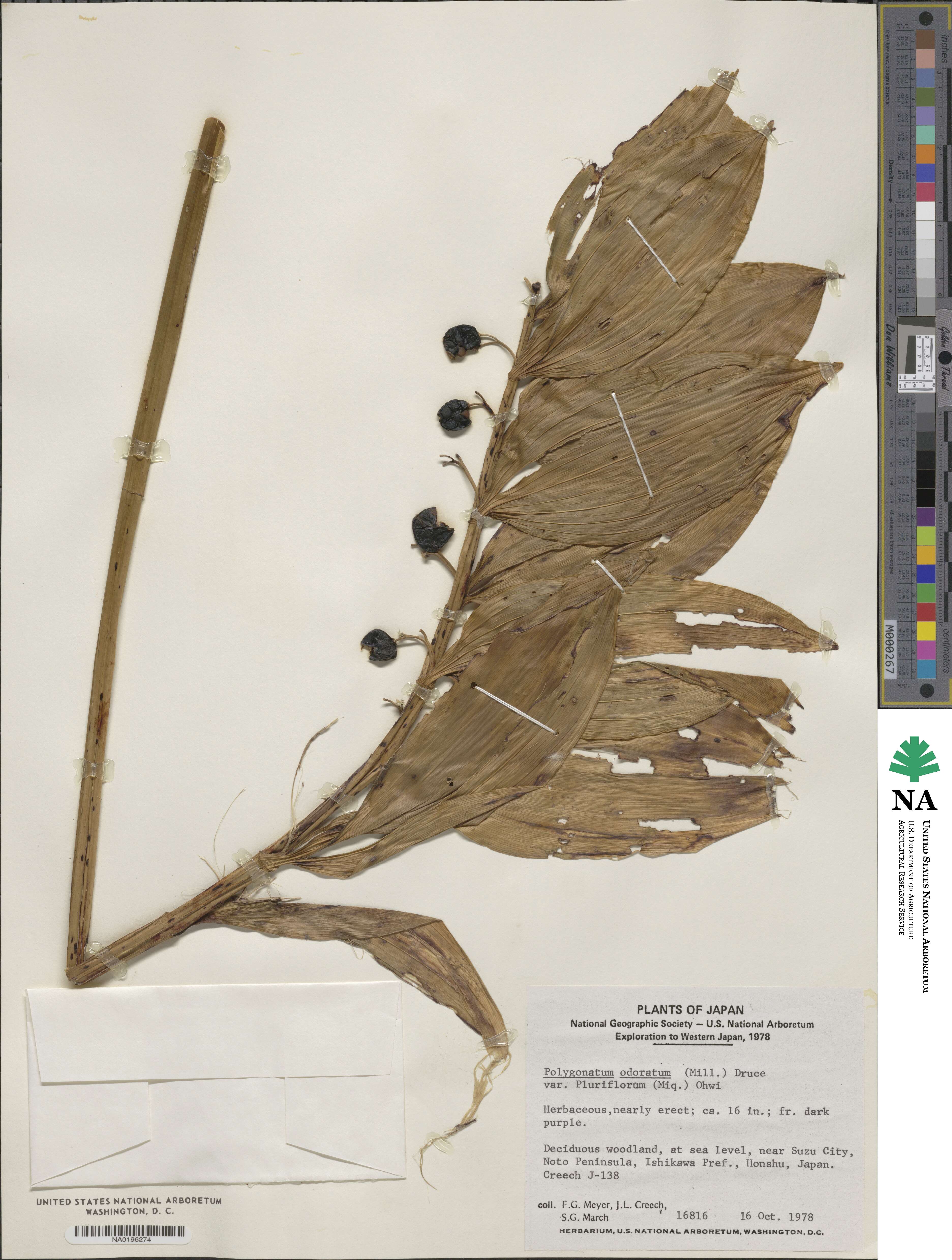 Polygonatum odoratum var. pluriflorum image