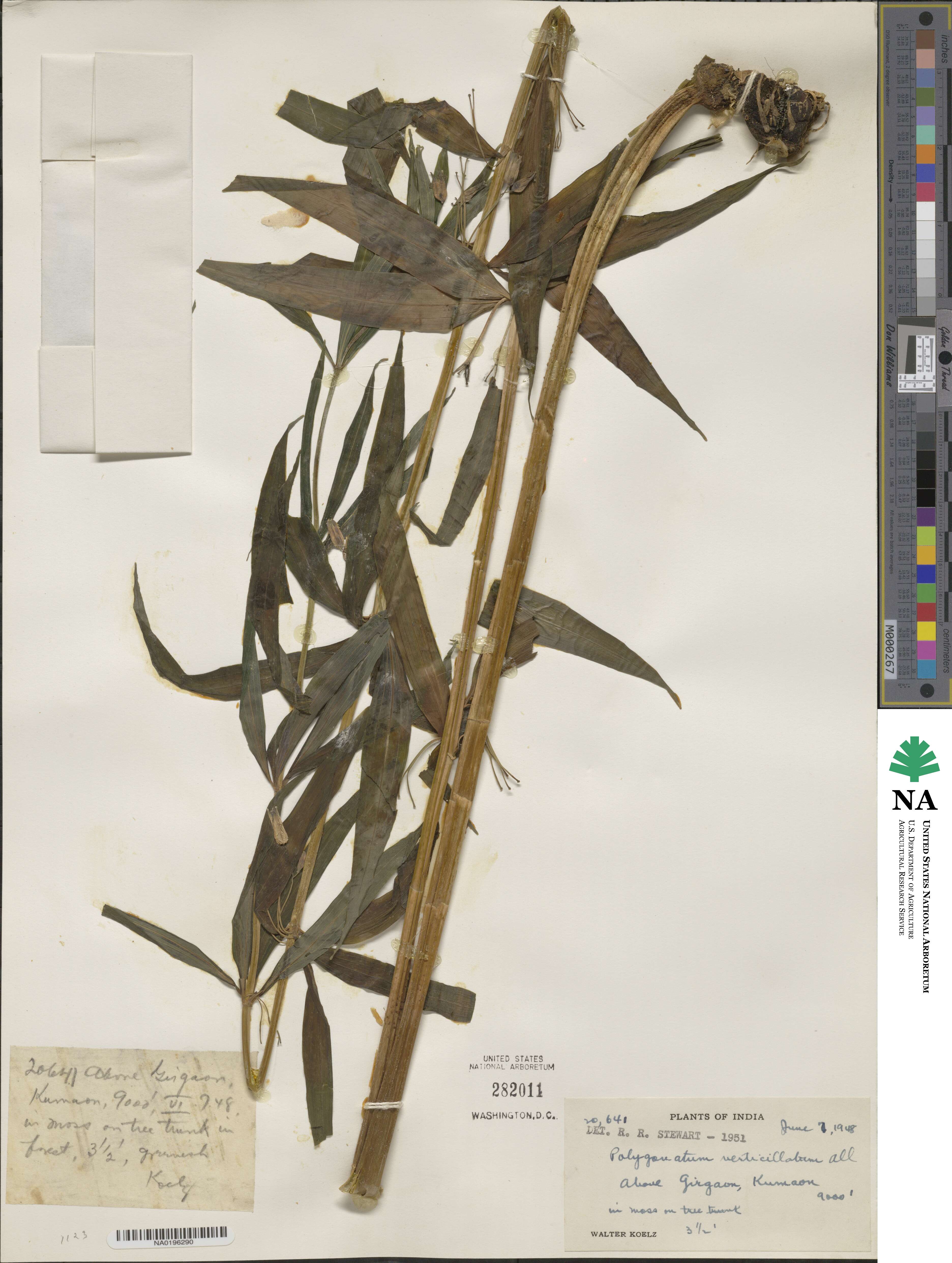 Polygonatum verticillatum image