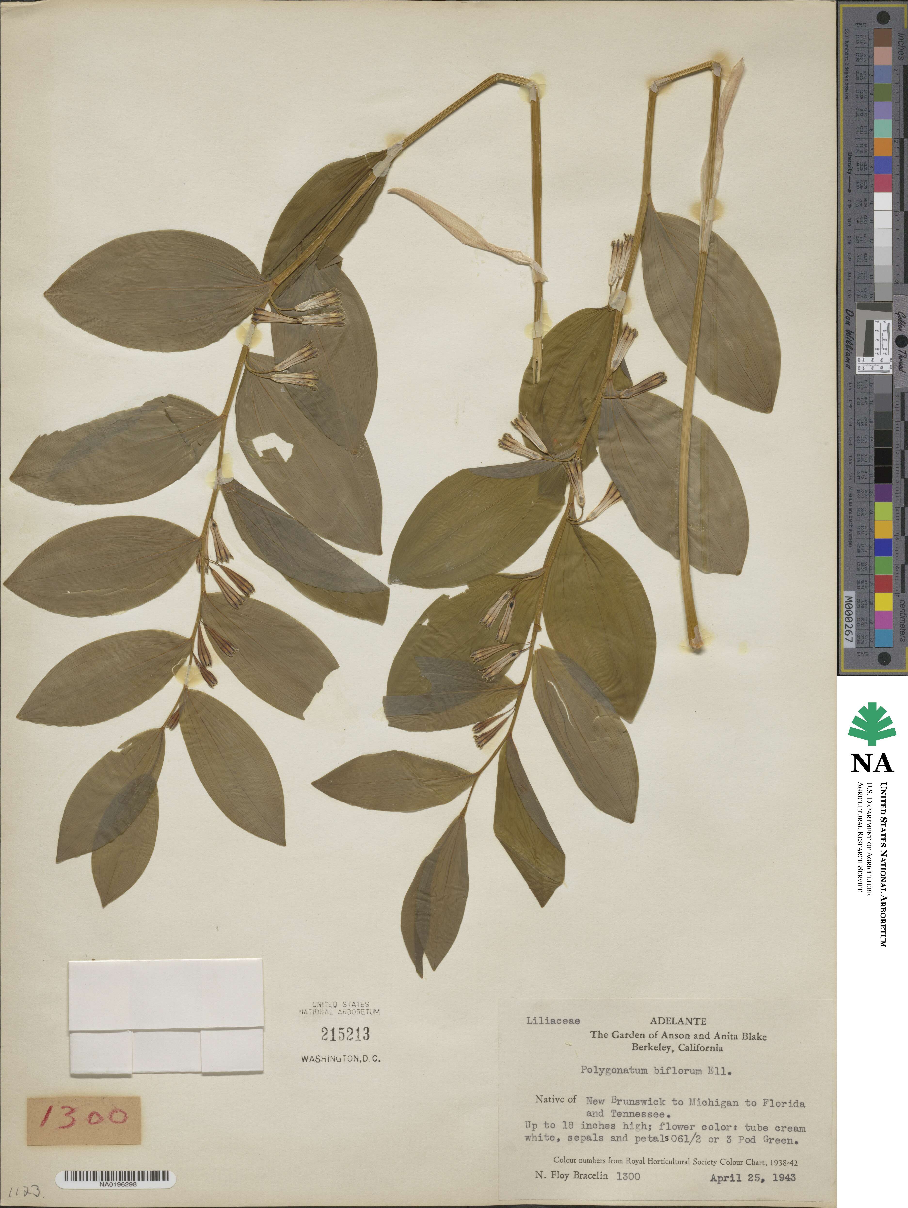 Polygonatum biflorum image