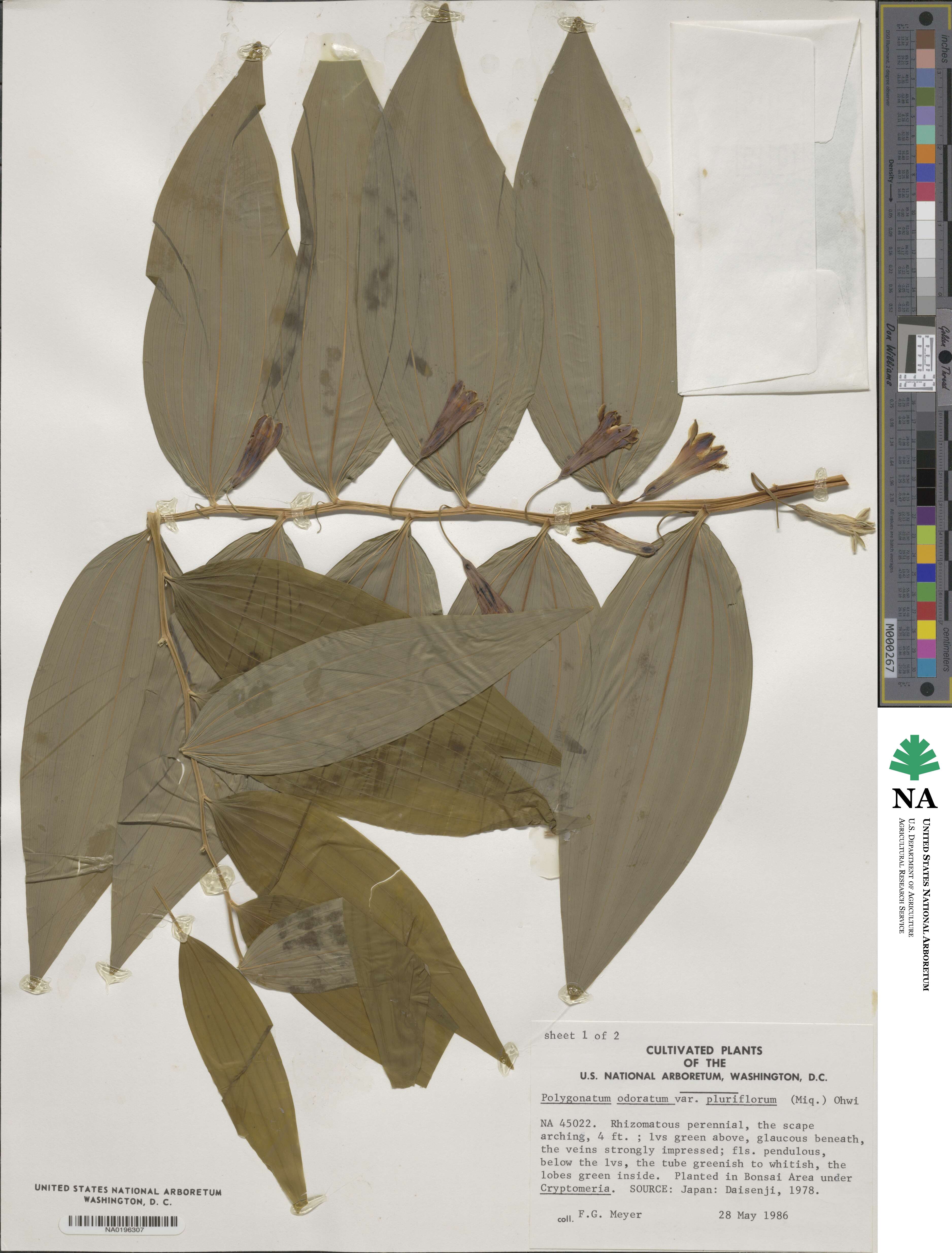 Polygonatum odoratum var. pluriflorum image