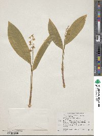 Convallaria majalis image