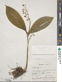 Convallaria majalis image