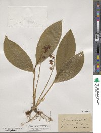 Convallaria majalis image