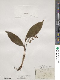 Convallaria majalis image