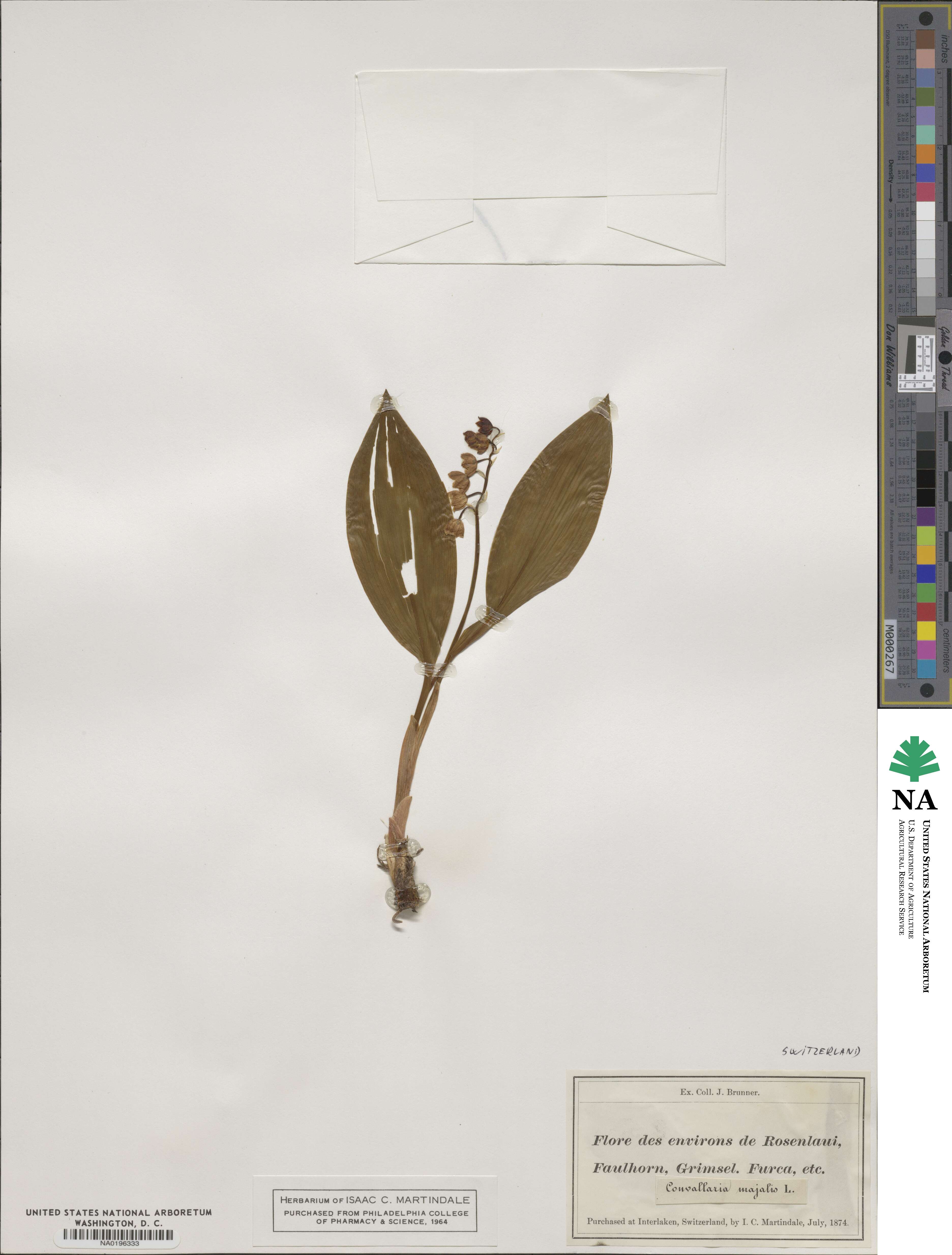 Convallaria majalis image