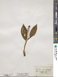 Convallaria majalis image