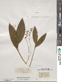 Convallaria majalis image