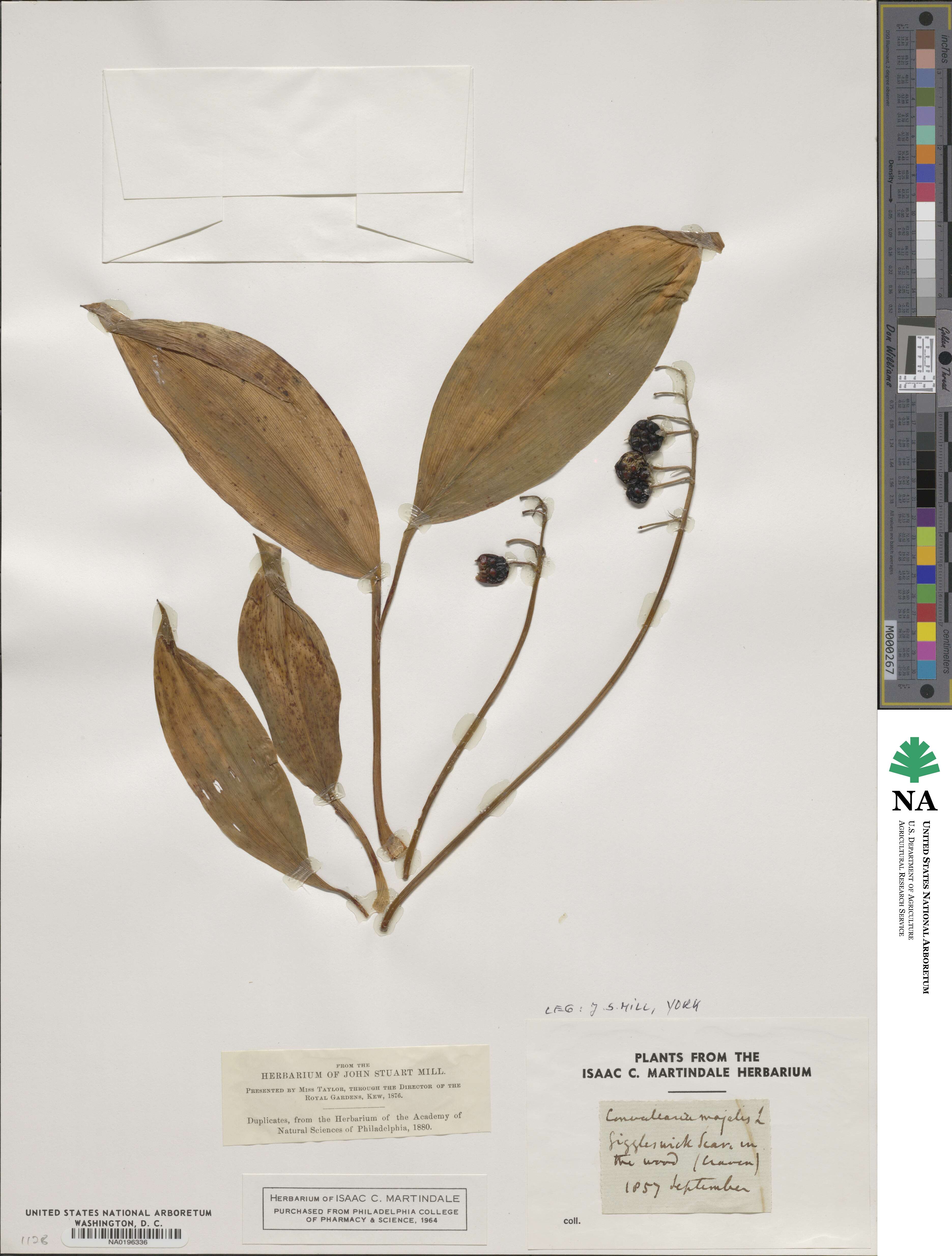 Convallaria image
