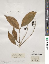 Convallaria majalis image