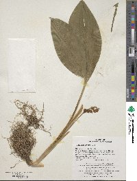 Convallaria keiskei image