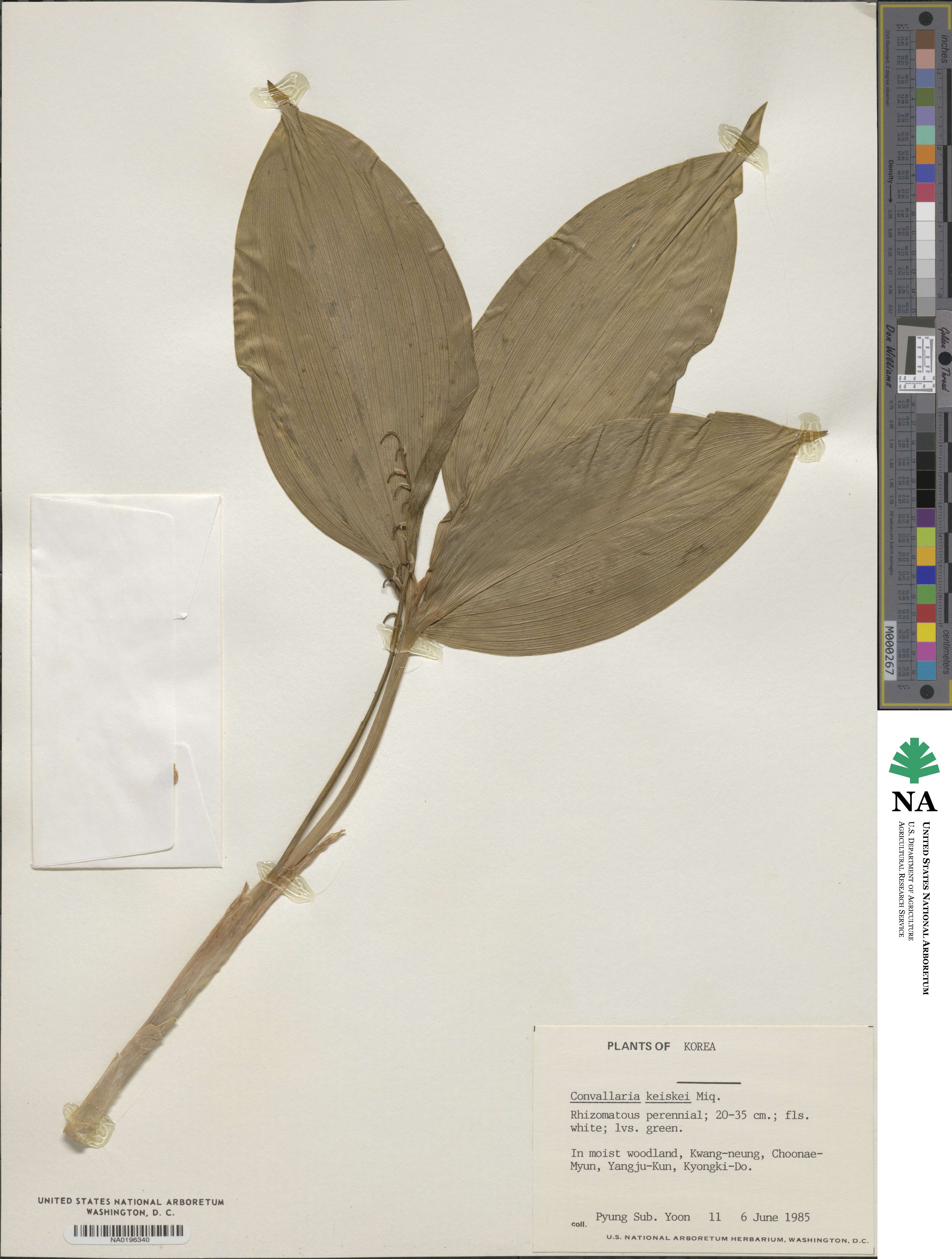 Convallaria keiskei image