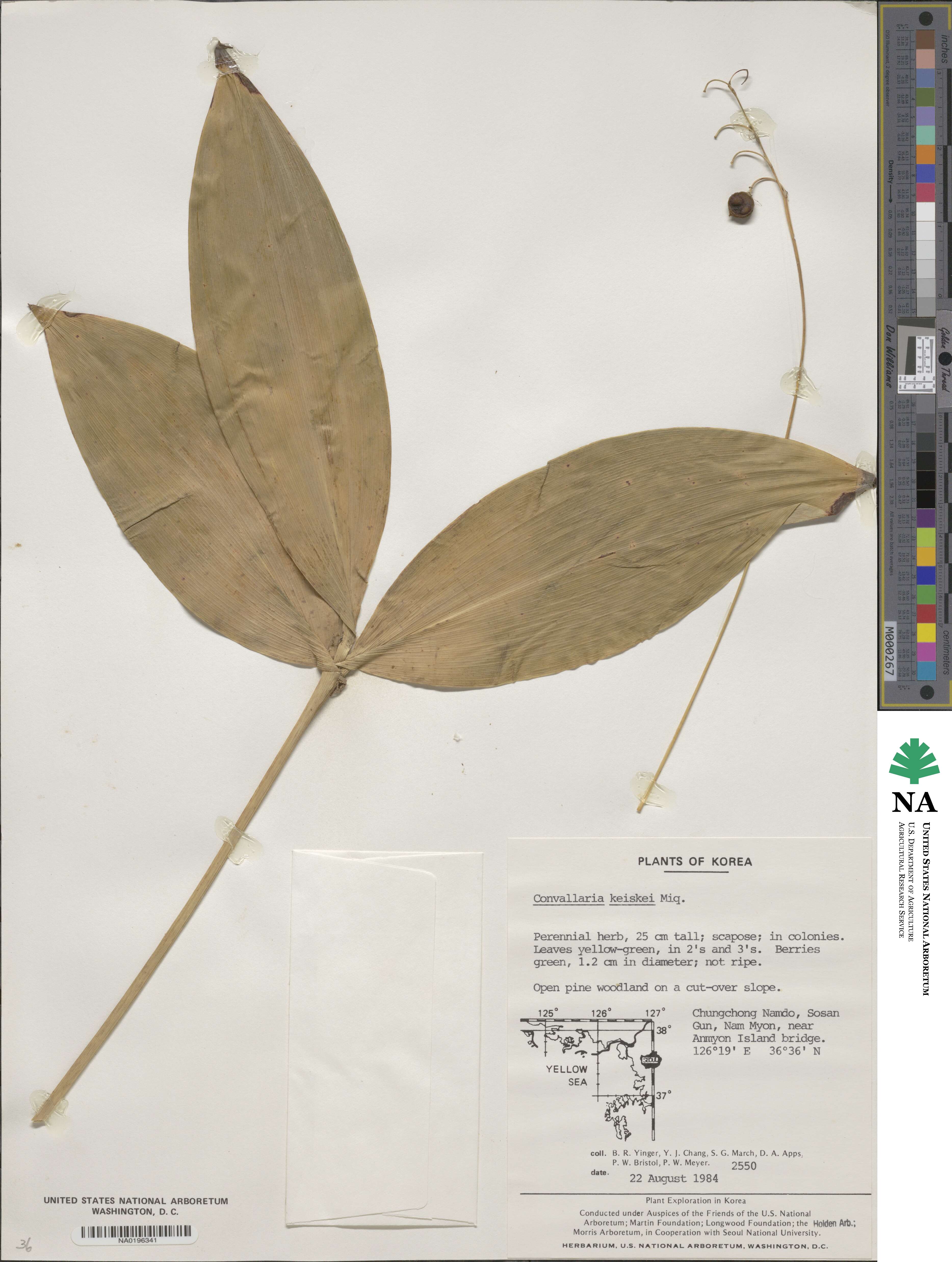 Convallaria keiskei image