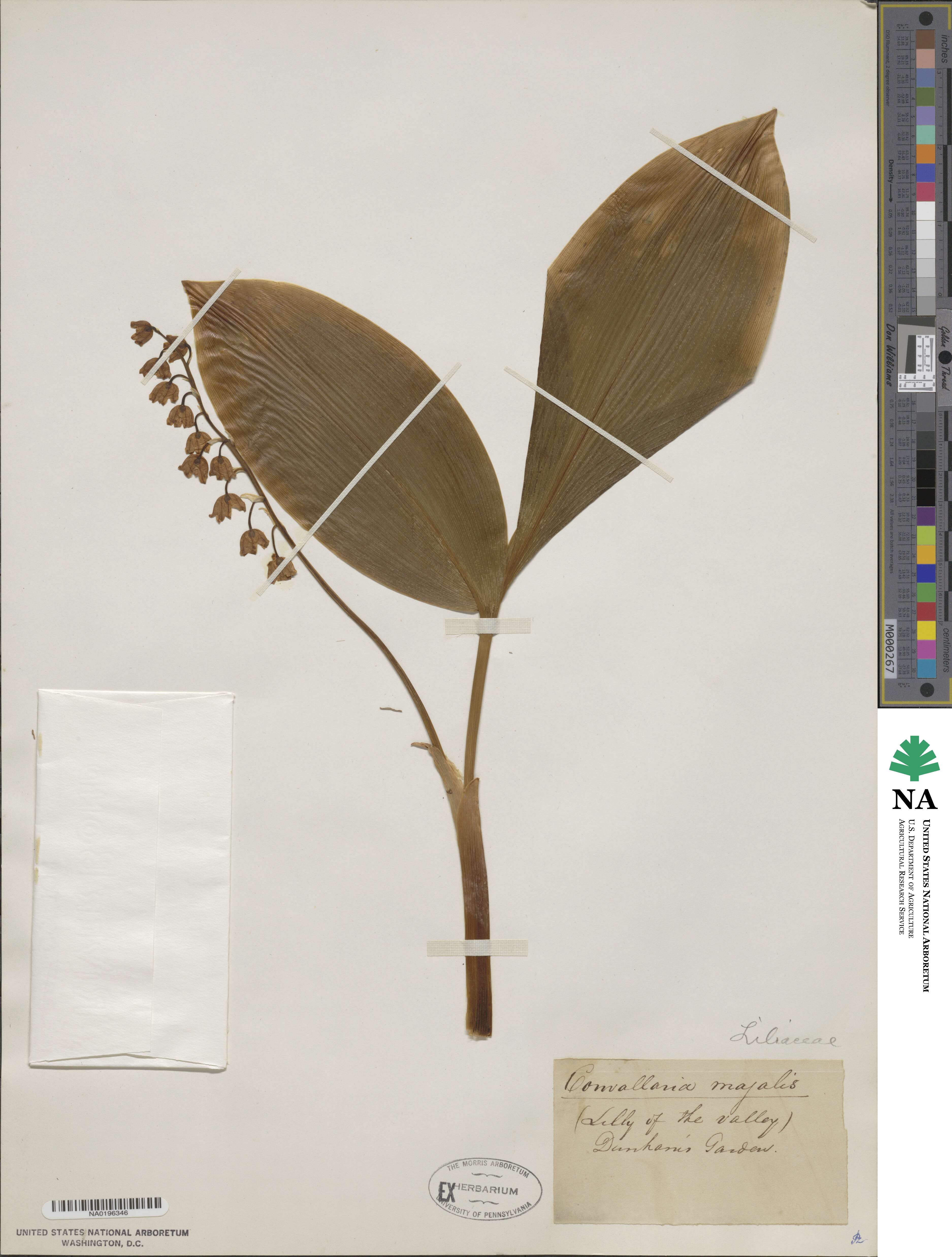Convallaria majalis image