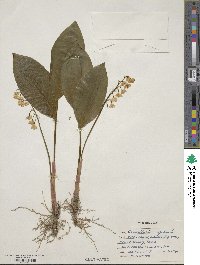 Convallaria majalis image