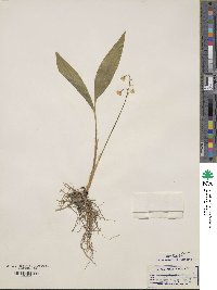 Convallaria majalis image