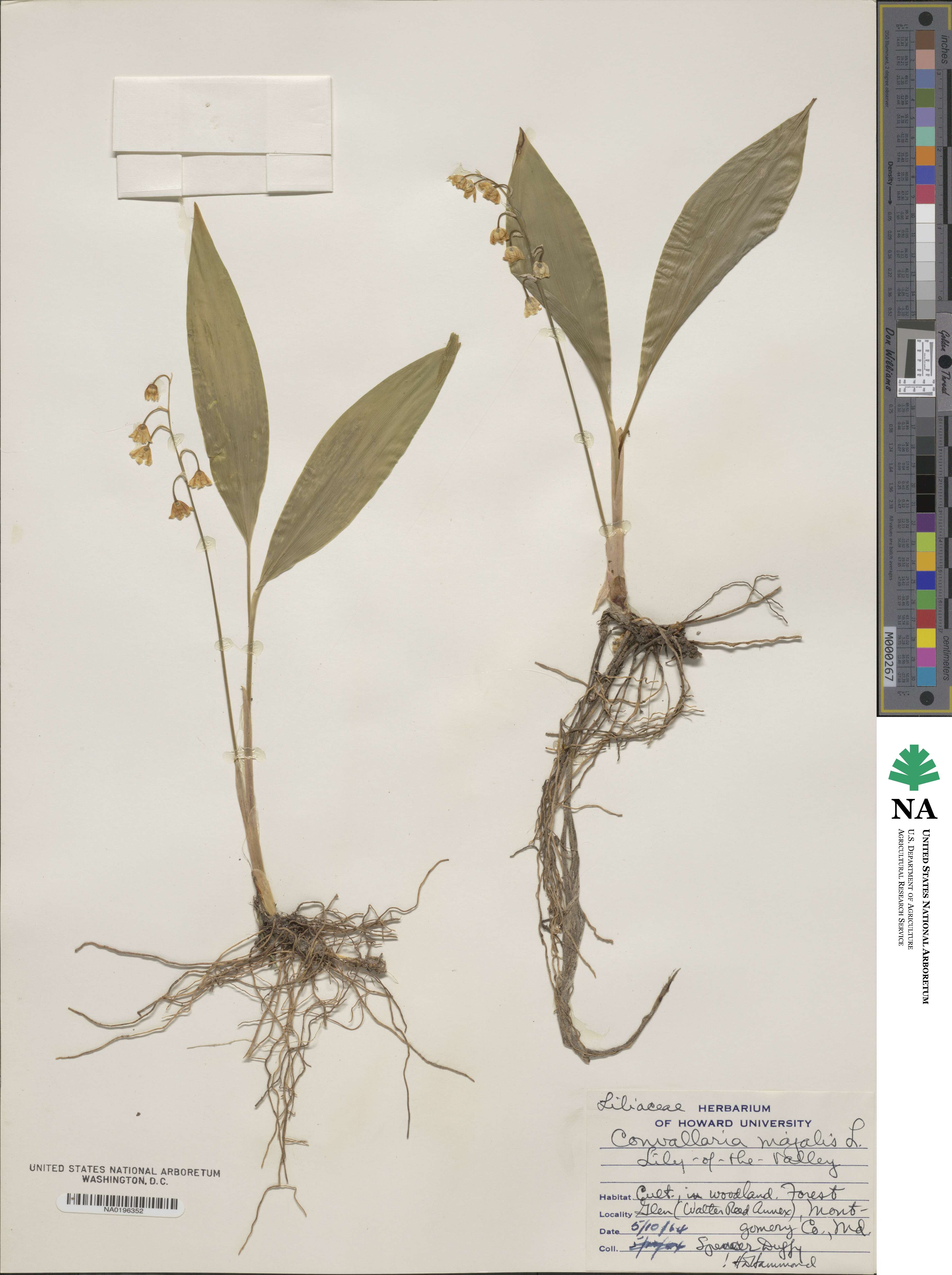Convallaria majalis image