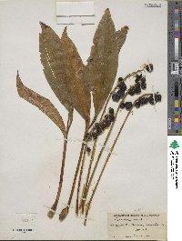 Convallaria majalis image