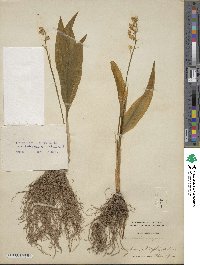 Convallaria majalis image