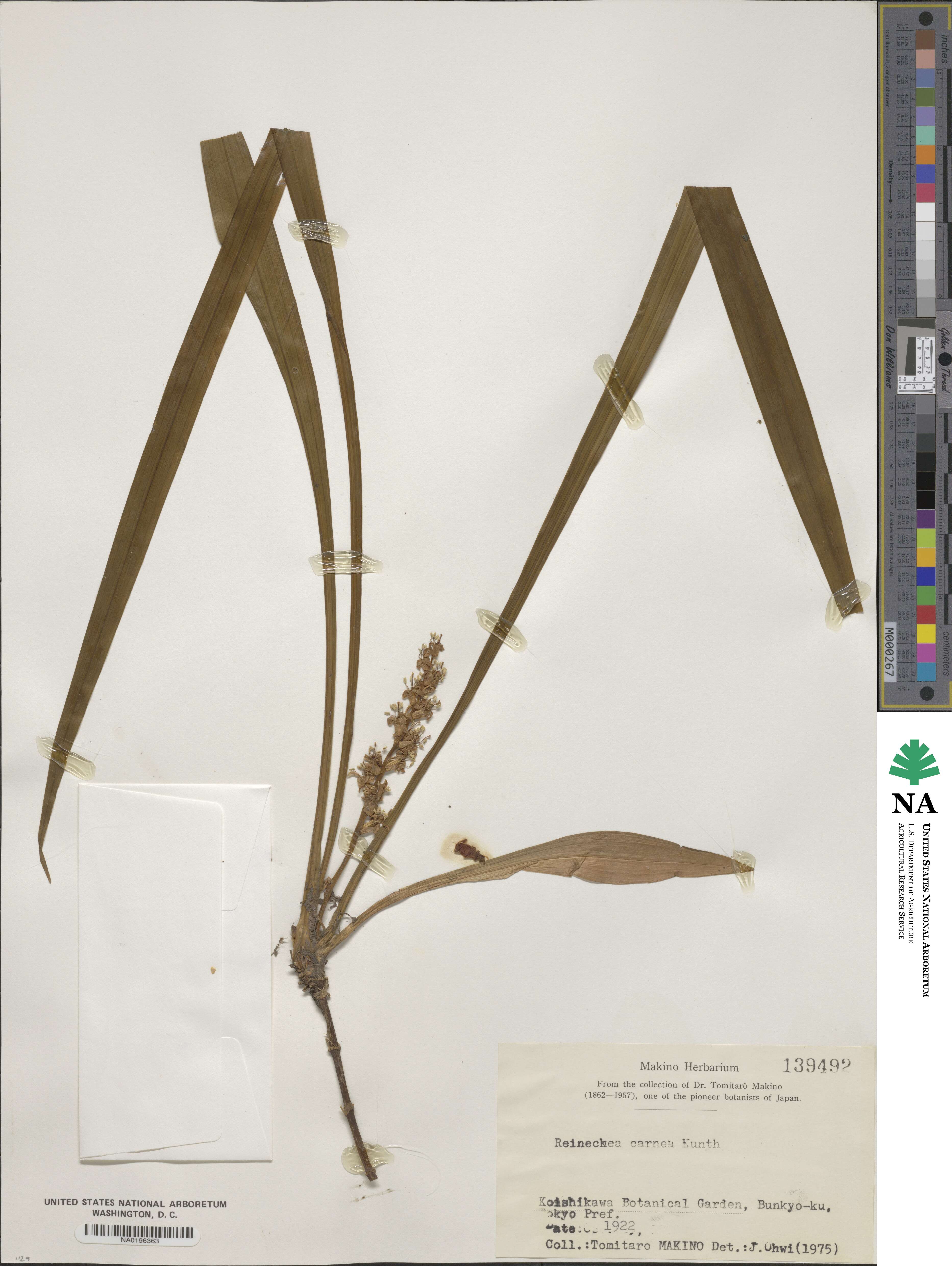 Reineckea carnea image
