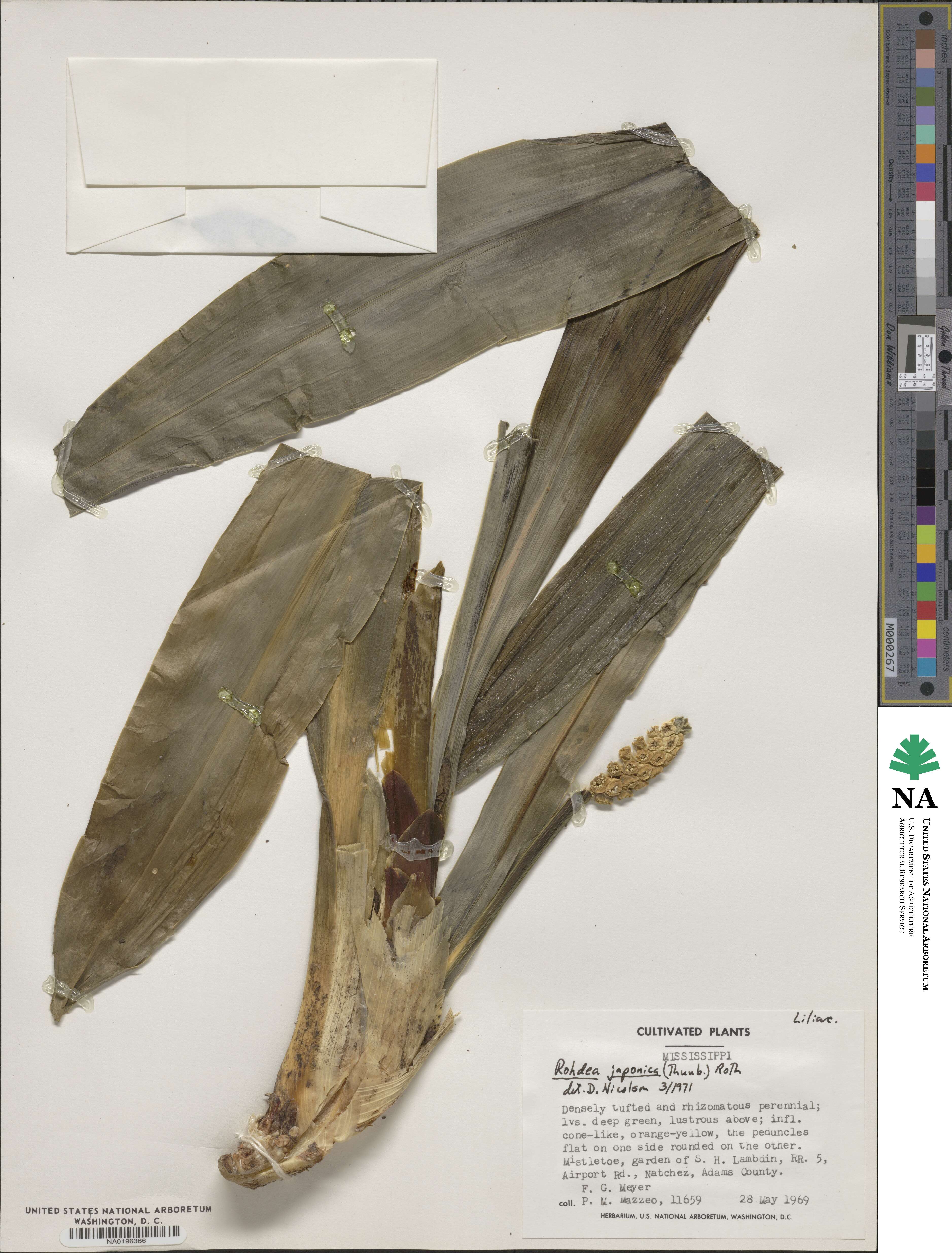 Rohdea japonica image