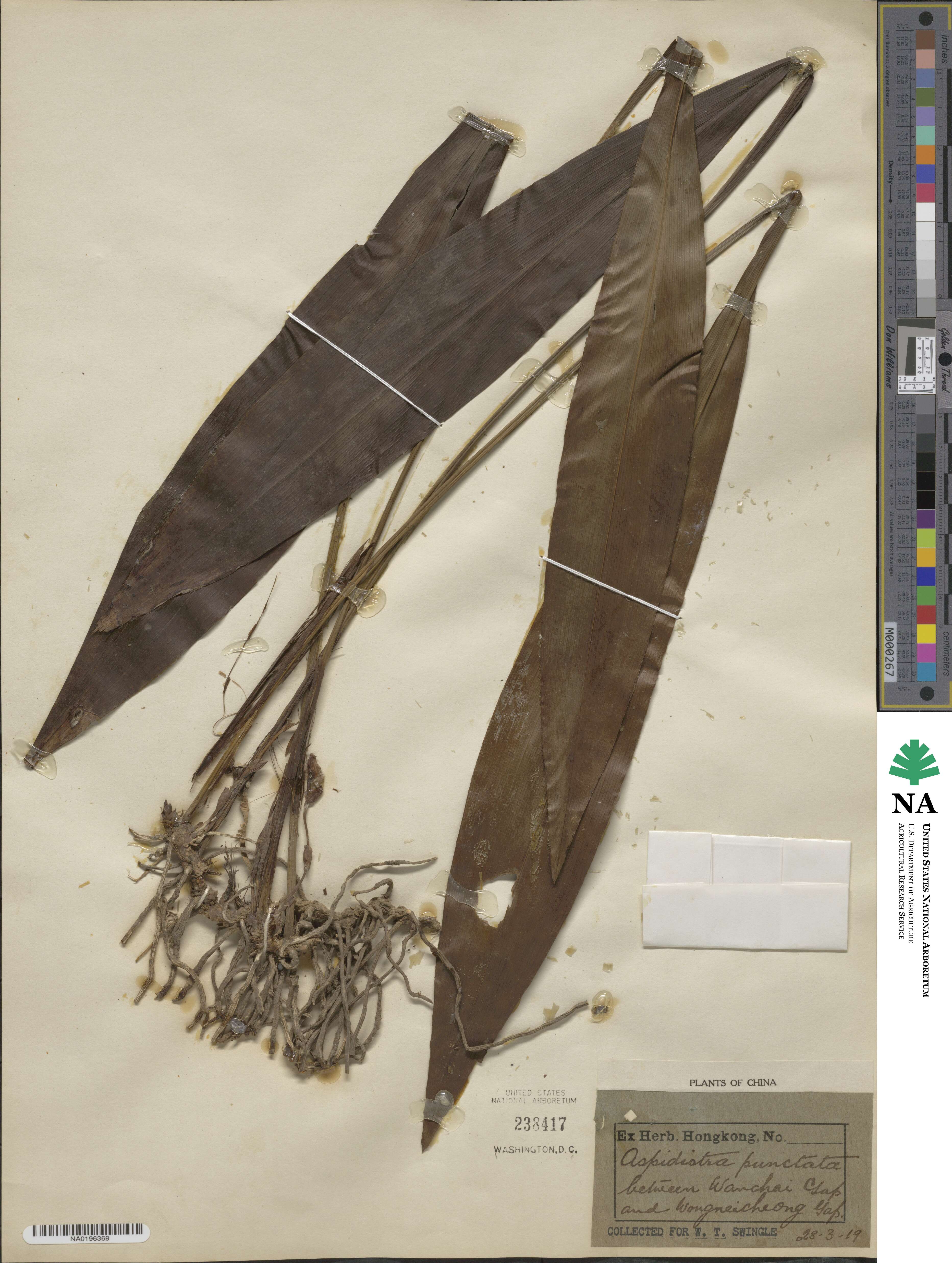 Aspidistra punctata image