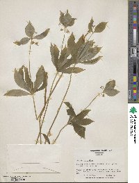 Medeola virginiana image