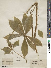 Medeola virginiana image