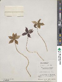 Medeola virginiana image