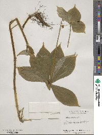 Medeola virginiana image