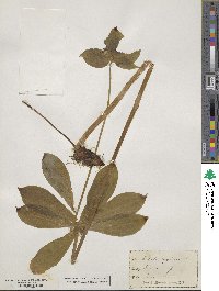 Medeola virginiana image