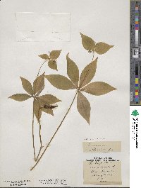 Medeola virginiana image