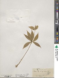 Medeola virginiana image