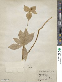 Medeola virginiana image