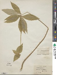 Medeola virginiana image