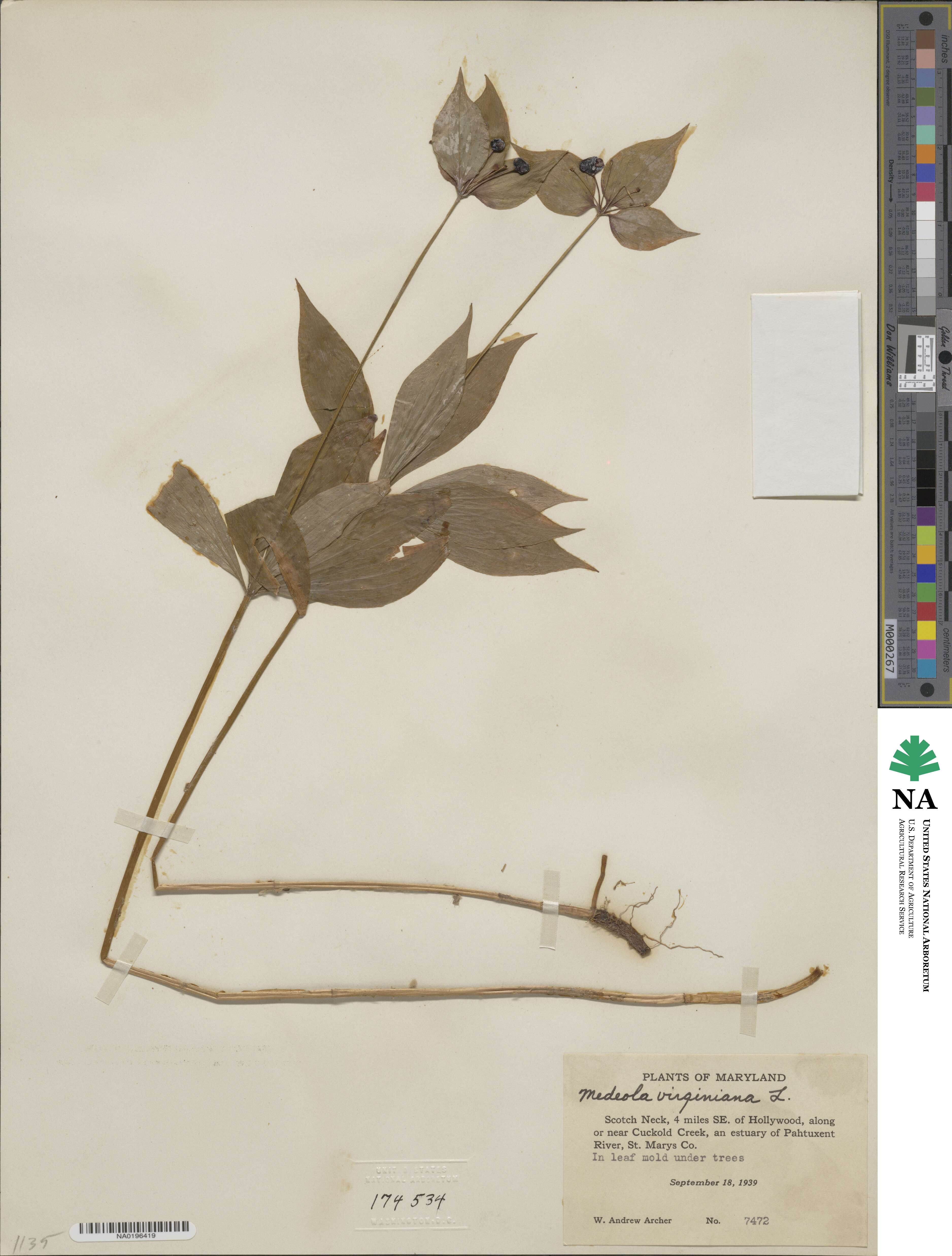Medeola virginiana image