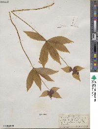 Medeola virginiana image