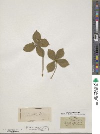 Paris quadrifolia image