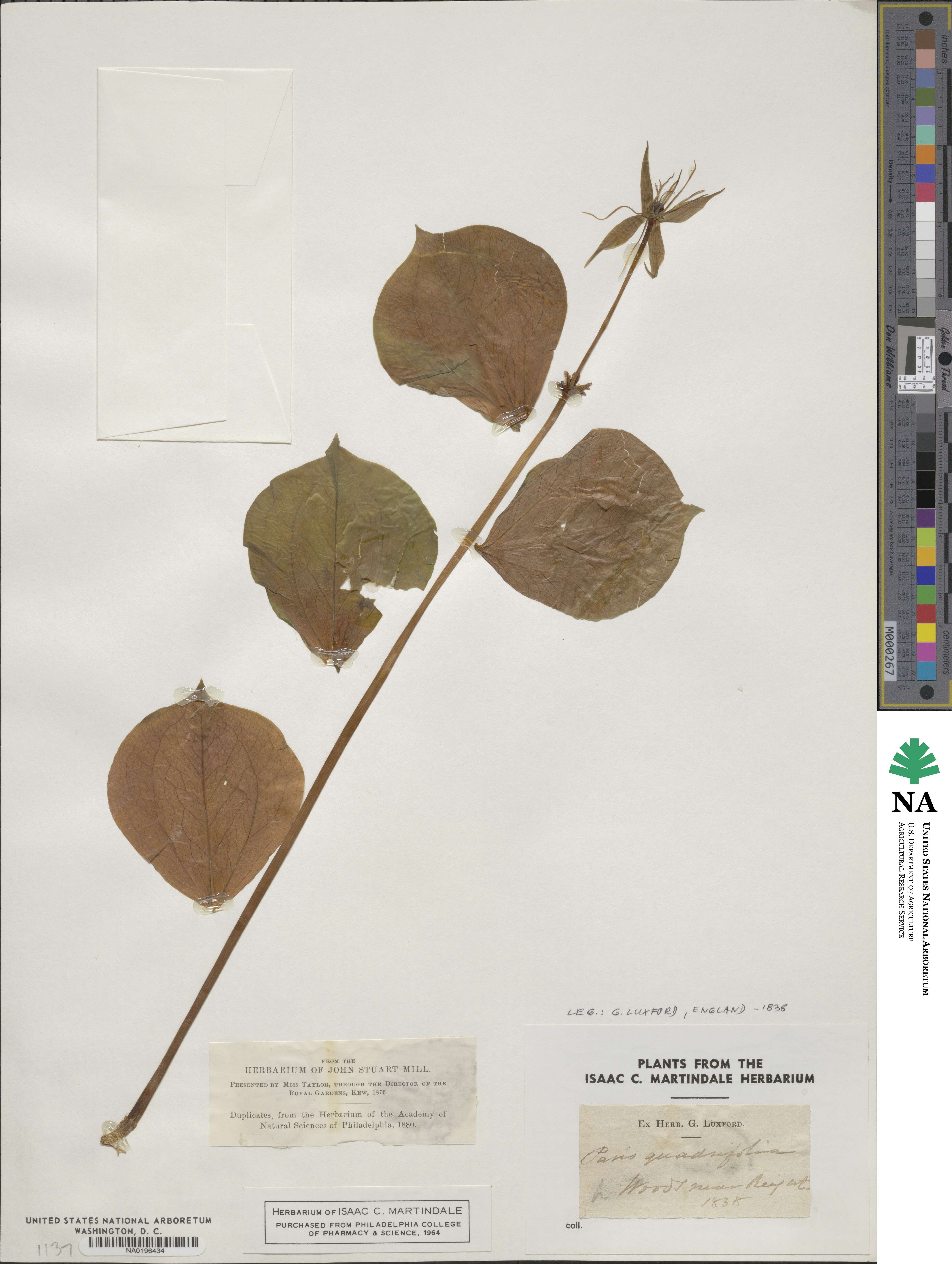 Paris quadrifolia image