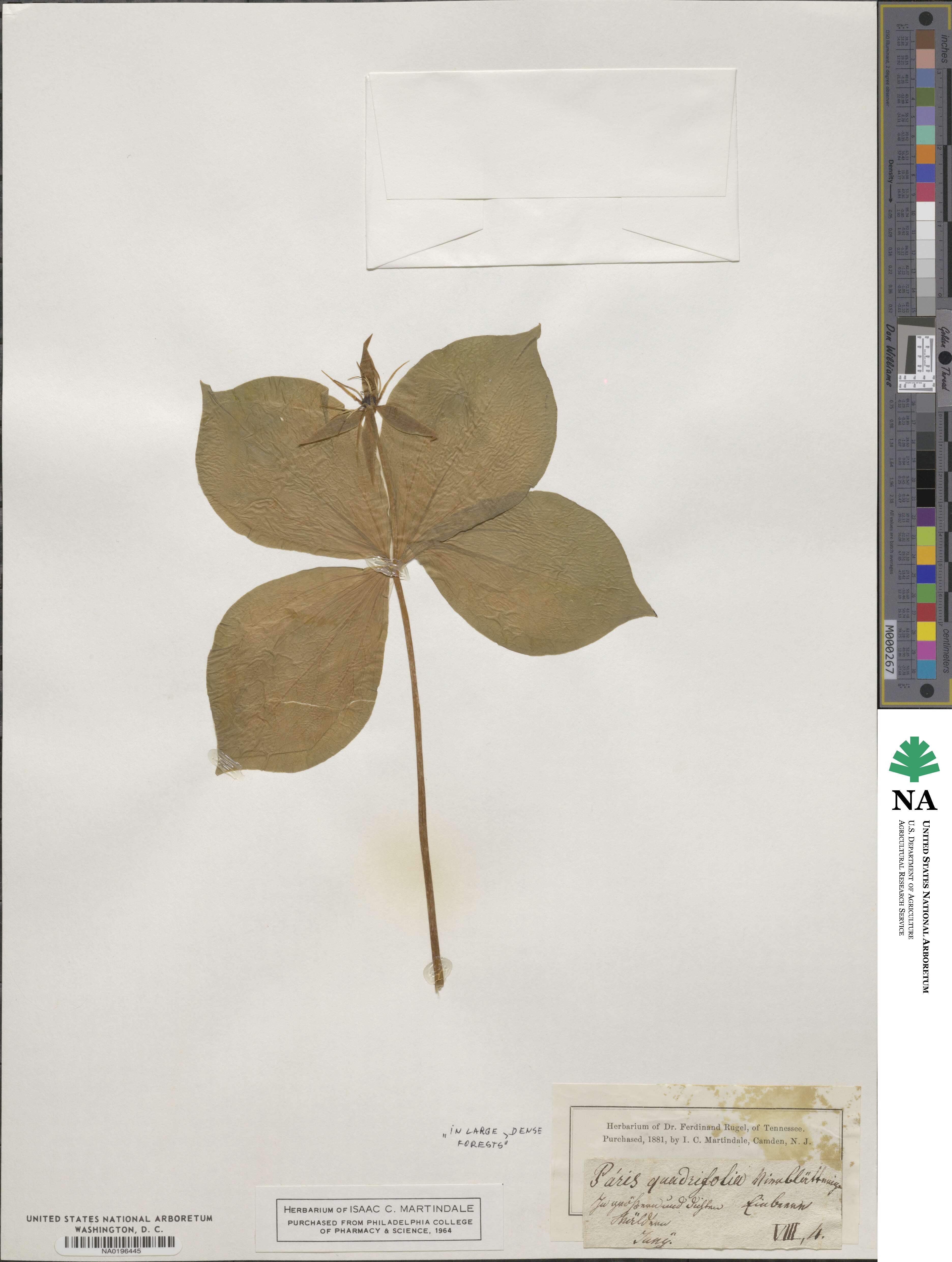Paris quadrifolia image