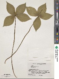 Image of Paris tetraphylla