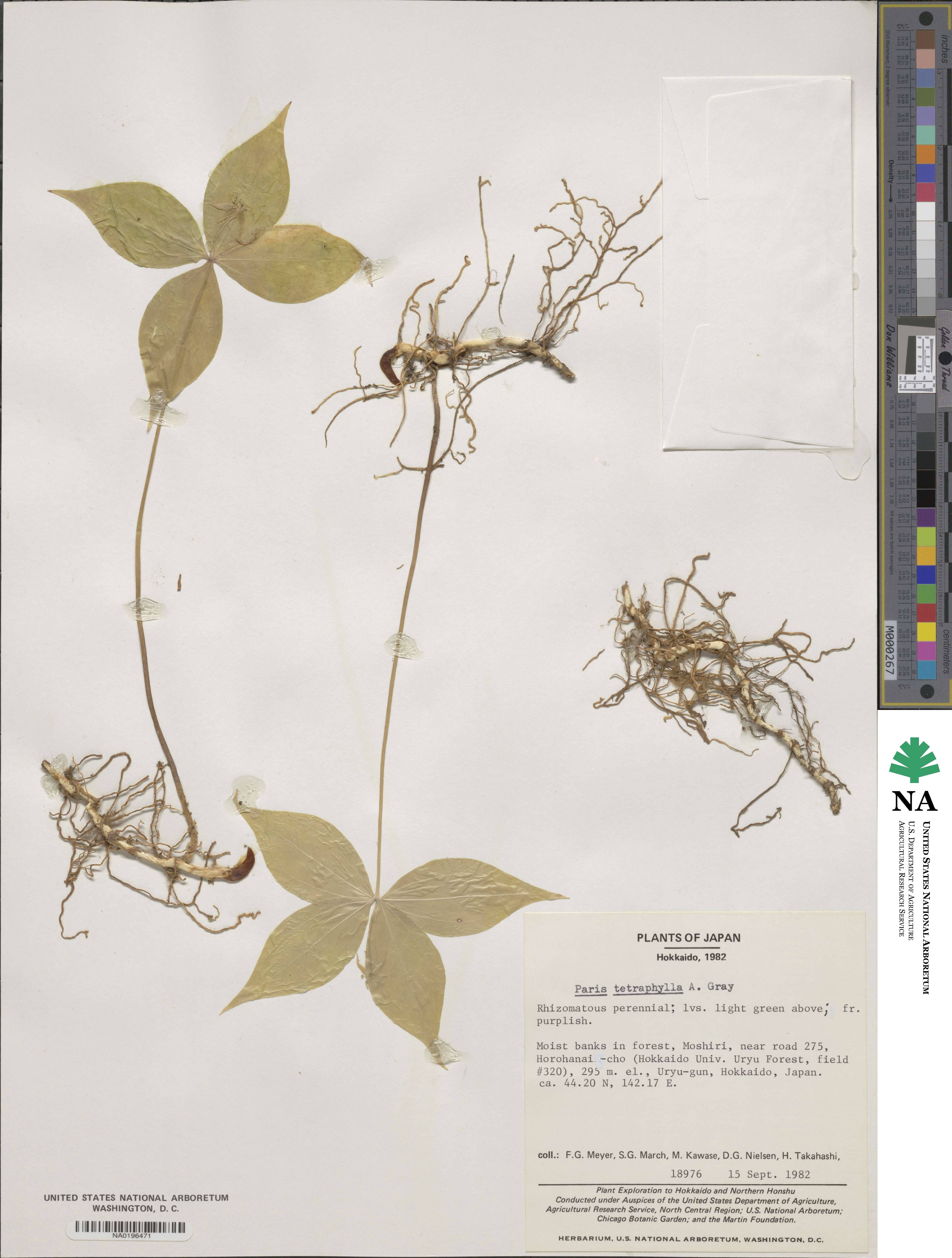 Paris tetraphylla image