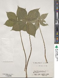 Paris tetraphylla image