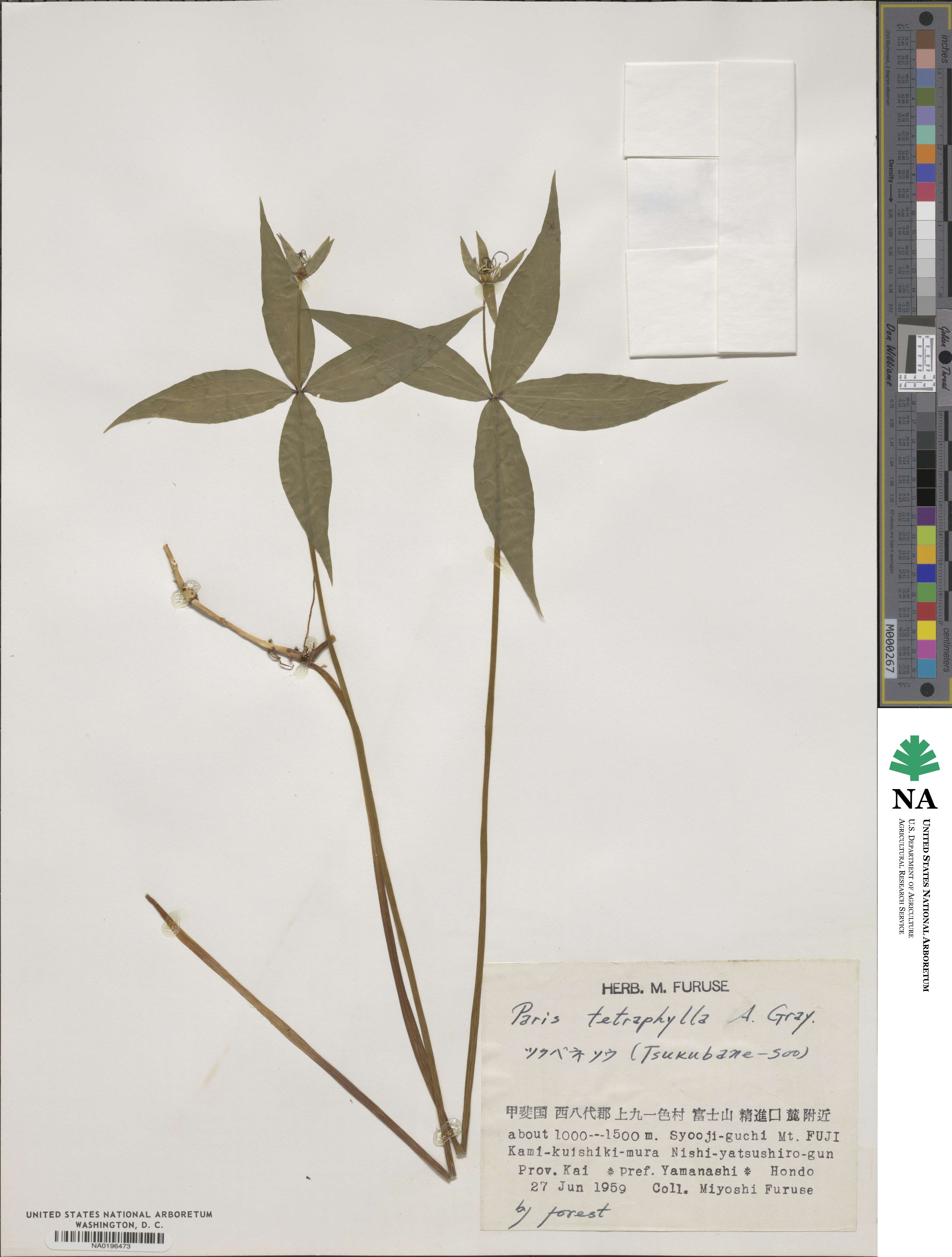 Paris tetraphylla image