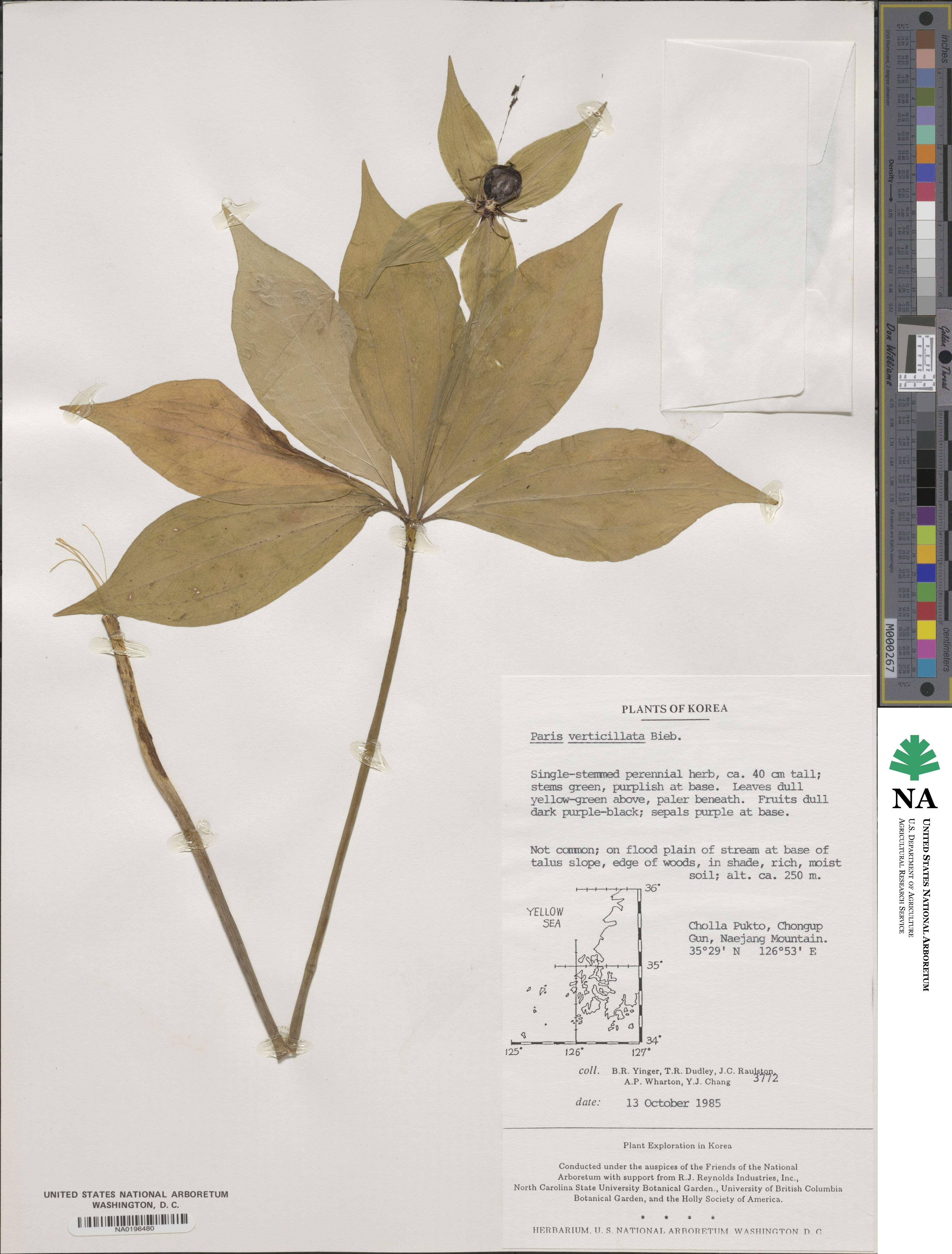 Paris verticillata image