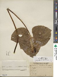 Trillium albidum image