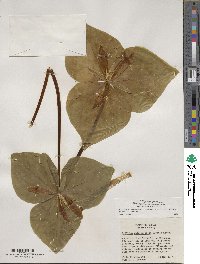 Trillium albidum image