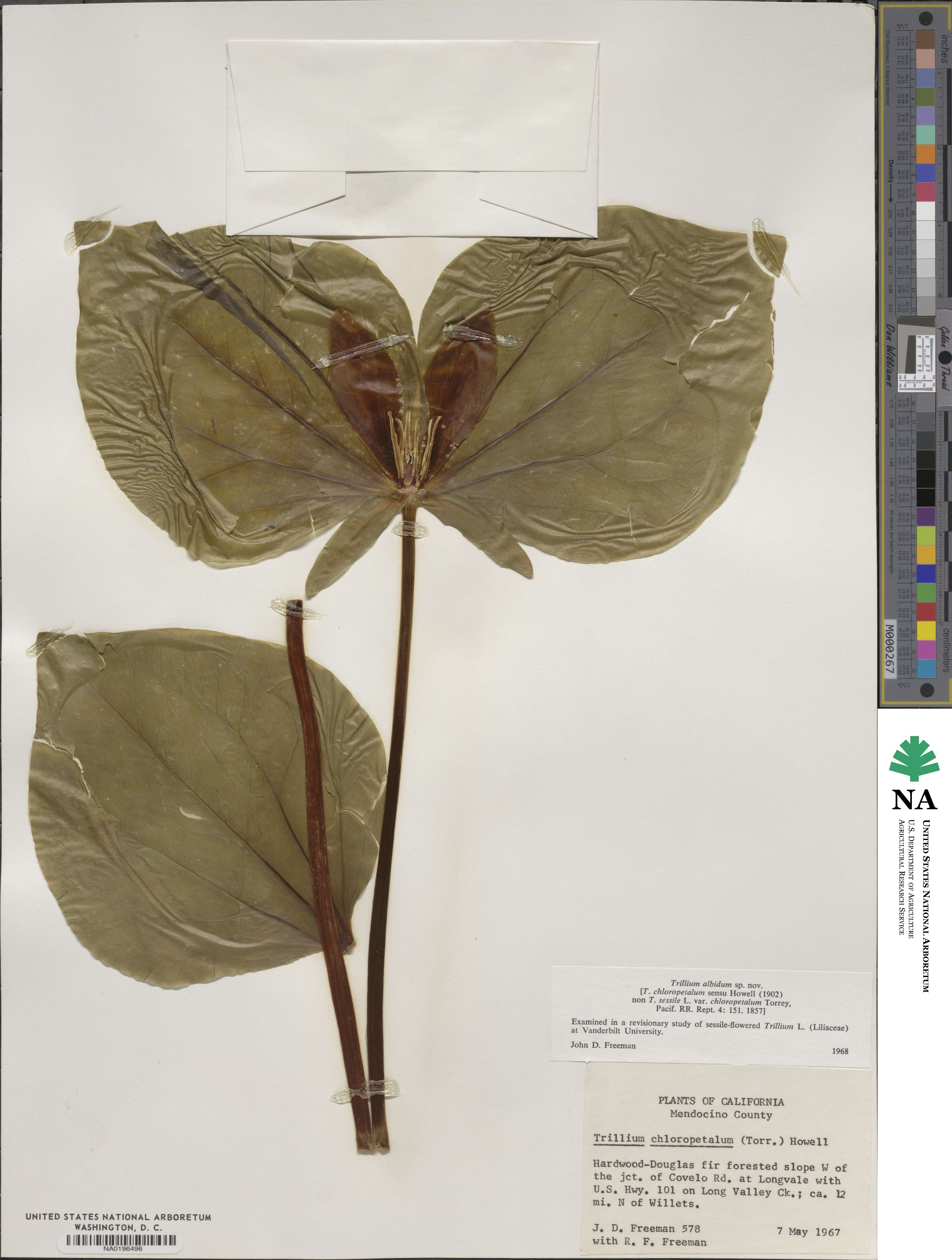 Trillium albidum image