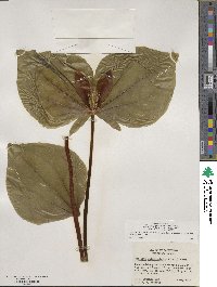 Trillium albidum image