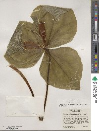 Trillium albidum image